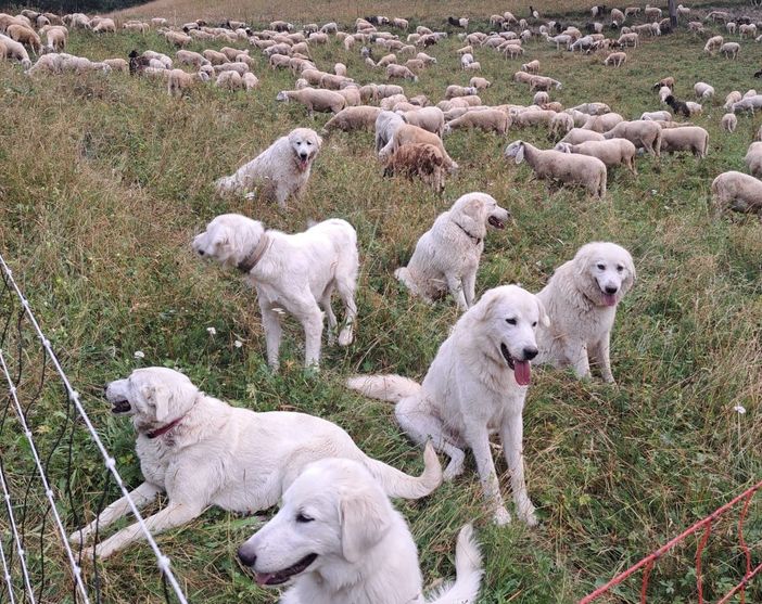 "Le nostre Tex, Nebbia e Giada morte in meno di mezz'ora": probabile avvelenamento per tre cani da guardiania sulle alture di Demonte "Le nostre Tex, Nebbia e Giada morte in meno di mezz'ora": probabile avvelenamento per tre cani da guardiania sulle alture di Demonte