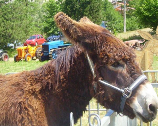 A Monastero di Vasco torna "Un asino per amico" A Monastero di Vasco torna "Un asino per amico"