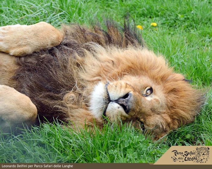 Al Parco Safari delle Langhe i bimbi possono scrivere a Babbo Natale per aiutare gli animali Al Parco Safari delle Langhe i bimbi possono scrivere a Babbo Natale per aiutare gli animali
