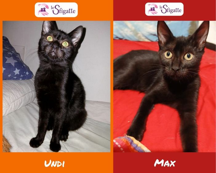 Le gattine tutte nere Undi e Max