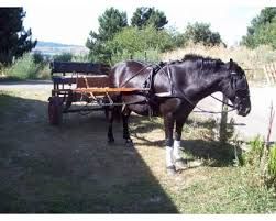 Cuneo, in Corso Santorre di Santarosa, il Natale arriva con il calesse