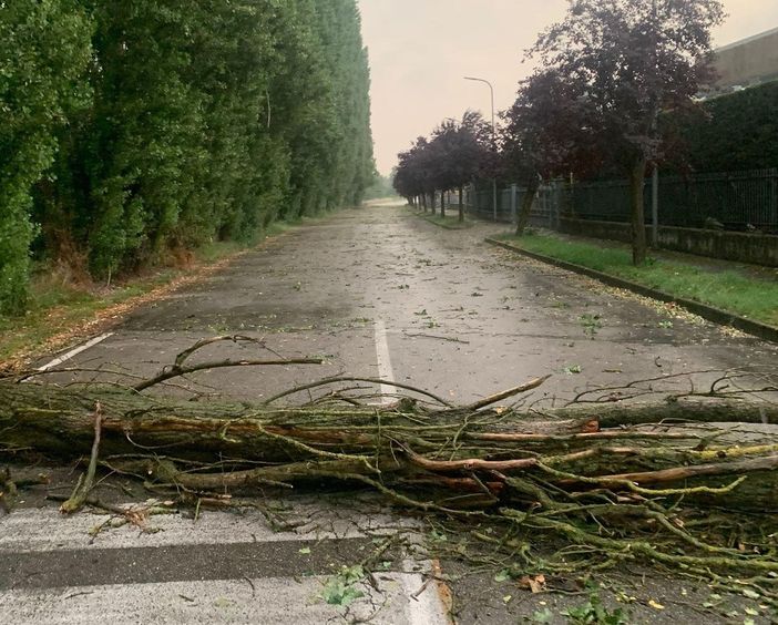 Negli scatti pubblicati da Marinella Sillano sulla sua pagina Facebook il pioppo cipressino caduto presso la zona artigianale di Montà, dove si sono verificati anche altri danni Negli scatti pubblicati da Marinella Sillano sulla sua pagina Facebook il pioppo cipressino caduto presso la zona artigianale di Montà, dove si sono verificati anche altri danni