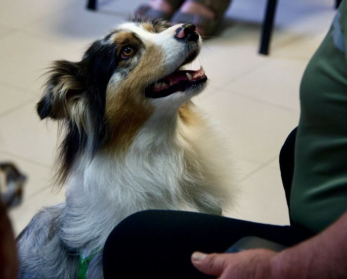 "Una zampa sul cuore" della Fondazione Ospedale Cuneo si espande in diversi reparti dell'ospedale S. Croce e Carle