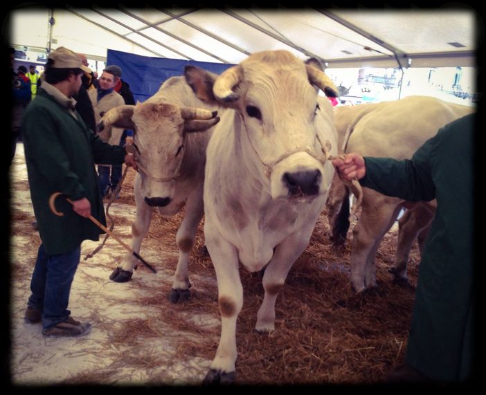 Aspettando BEE in arrivo una settimana di gusto e cultura Aspettando BEE in arrivo una settimana di gusto e cultura