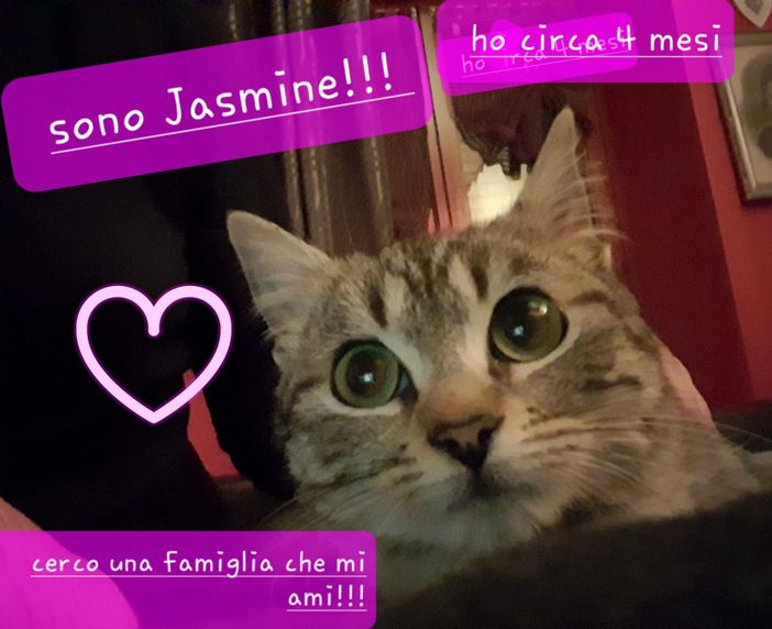 Un primo piano della gattina Jasmine Un primo piano della gattina Jasmine