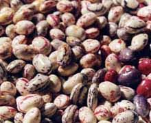 "Viva la campagna", fagioli e dintorni a Castelnuovo di Ceva "Viva la campagna", fagioli e dintorni a Castelnuovo di Ceva