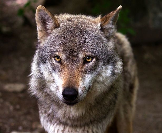 Villanova Mondovì: domani il convegno sul declassamento del lupo e le prospettive di gestione Villanova Mondovì: domani il convegno sul declassamento del lupo e le prospettive di gestione