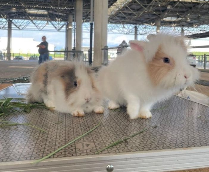 Domenica al MIAC torna l’appuntamento con il mercatino dei piccoli animali Domenica al MIAC torna l’appuntamento con il mercatino dei piccoli animali