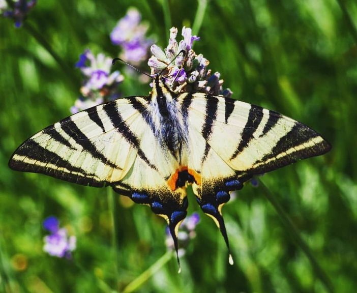 Somatizzare: quando corpo e mente comunicano un disagio Somatizzare: quando corpo e mente comunicano un disagio