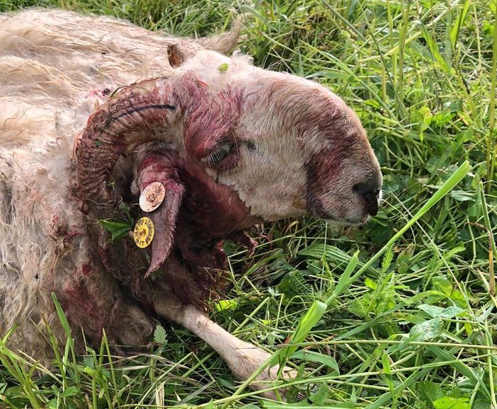 Attacco di lupi a Montefallonio di Peveragno, predato gregge di pecore [FOTO]