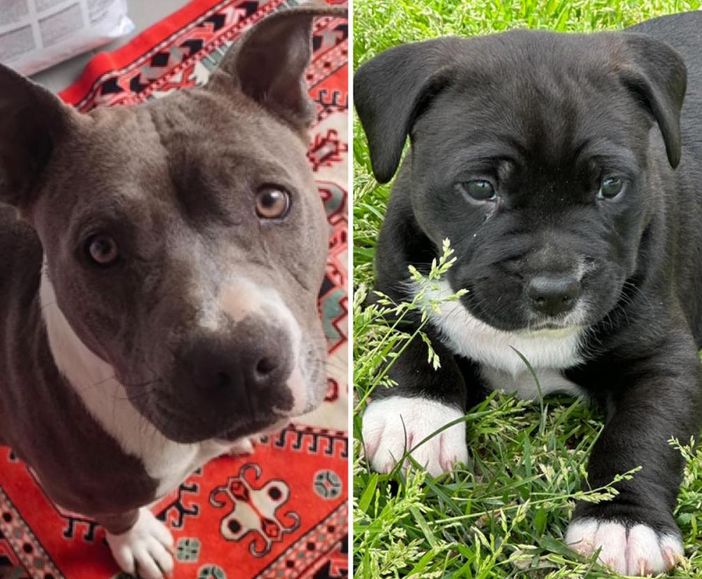 Titti e Michelino, mamma e cucciolo, cercano una famiglia che li adotti insieme