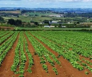 Green Deal europeo: la Commissione avvia una consultazione pubblica sulla nuova strategia UE per il suolo