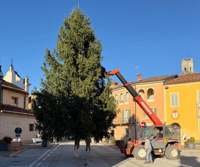 A Piozzo si accende il Natale grazie all'albero donato dalla famiglia Raviola A Piozzo si accende il Natale grazie all'albero donato dalla famiglia Raviola
