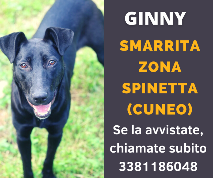 Cuneo: in frazione Spinetta si cerca Ginny, scappata stamattina