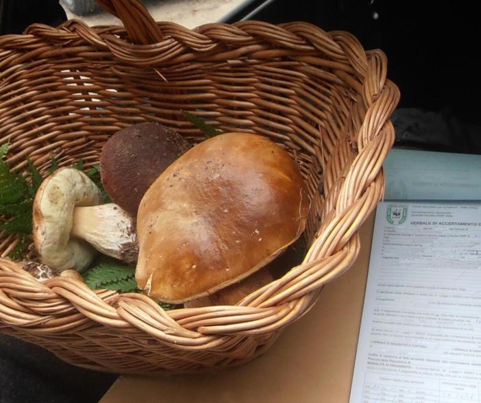 Val Varaita: ecco come ottenere il tesserino per la raccolta funghi