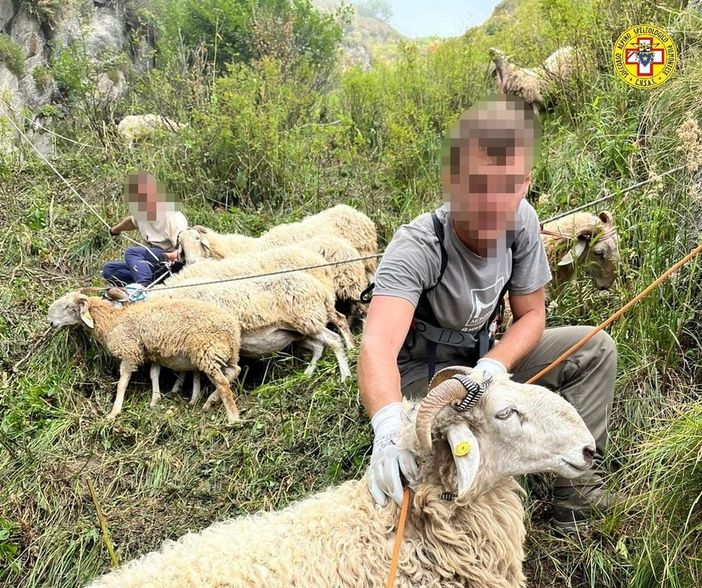 L'operazione di salvataggio del gregge caduto nel dirupo a Prato Nevoso, Comune di Frabosa Sottana L'operazione di salvataggio del gregge caduto nel dirupo a Prato Nevoso, Comune di Frabosa Sottana