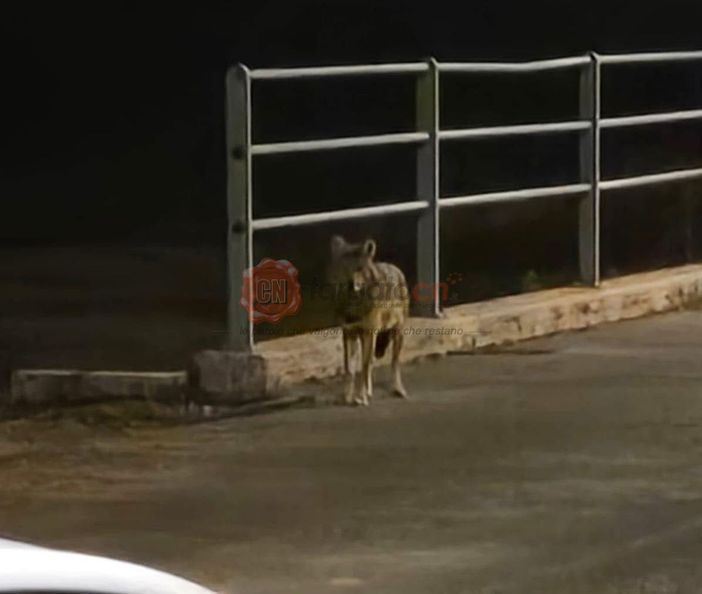 Il sindaco di Cervasca ai suoi concittadini: "C'è un lupo sul nostro territorio, non lasciate alimenti in giro" Il sindaco di Cervasca ai suoi concittadini: "C'è un lupo sul nostro territorio, non lasciate alimenti in giro"