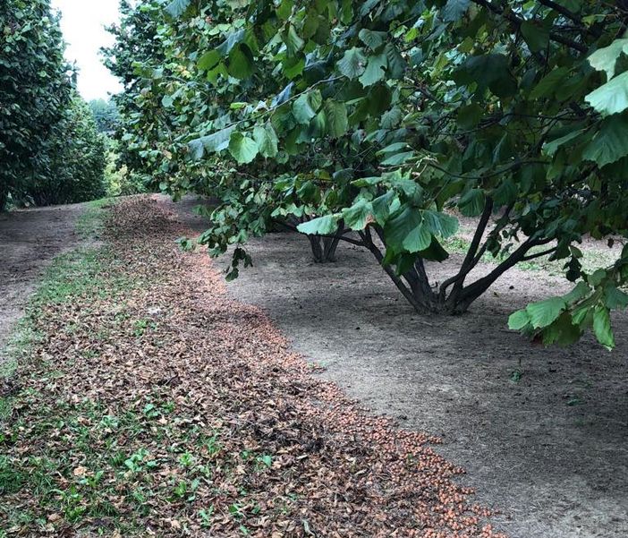 L'incognita pioggia sulla raccolta delle nocciole. "Ritardi e rese da valutare"