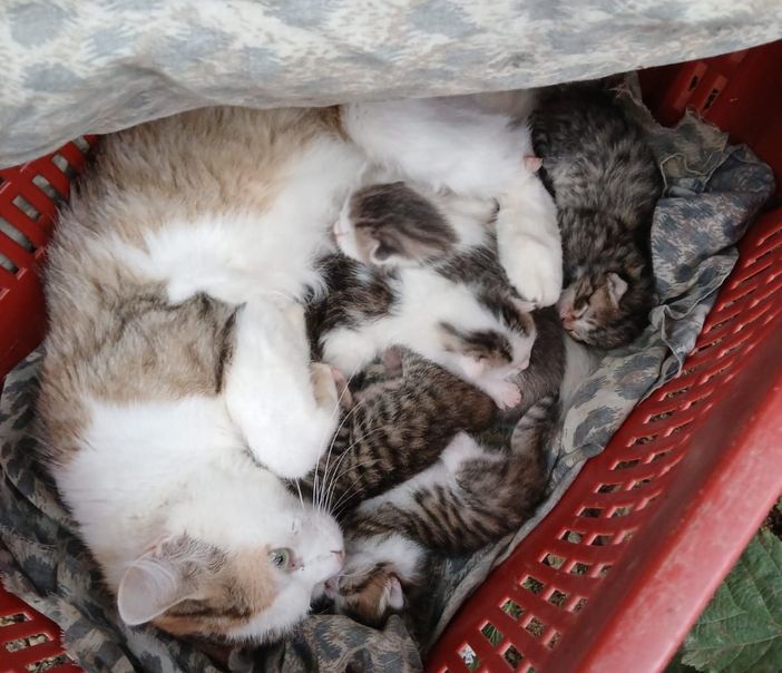 Abbandonano mamma gatta con i piccoli a Vicoforte, soccorsi da "Una zampa per la vita"