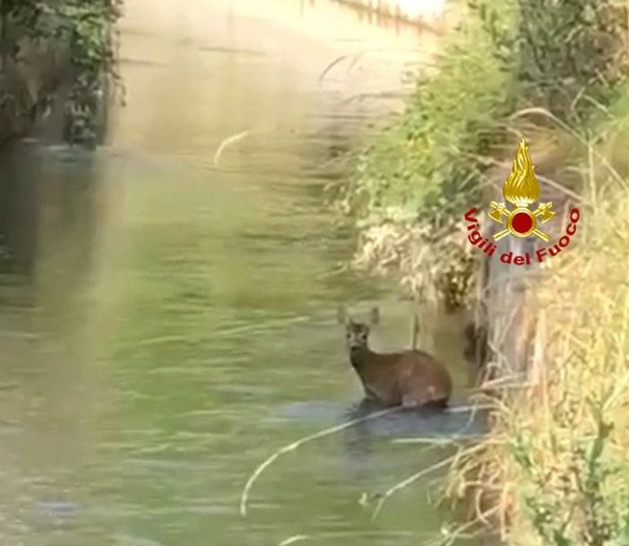 Vigili del fuoco volontari di Garessio salvano un cucciolo di capriolo caduto in un torrente Vigili del fuoco volontari di Garessio salvano un cucciolo di capriolo caduto in un torrente