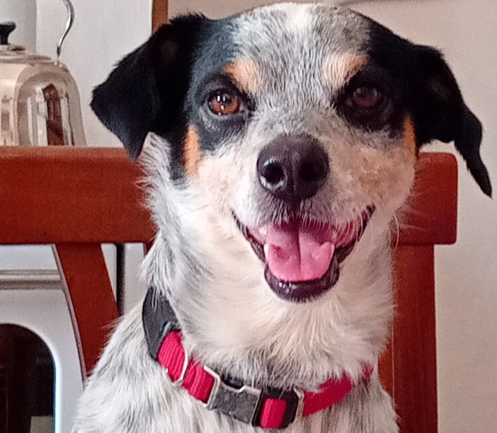 Jago è scappato da più di due mesi: la sua padrona di Bene Vagienna continua a cercarlo Jago è scappato da più di due mesi: la sua padrona di Bene Vagienna continua a cercarlo