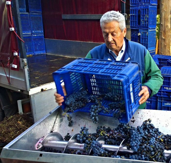 Il sig Egidio durante la vendemmia a Cascina Melognis