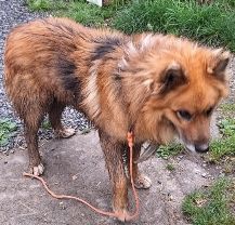 Busca: Boby, ospite alla "Casa di Freddy", cerca un padrone Busca: Boby, ospite alla "Casa di Freddy", cerca un padrone