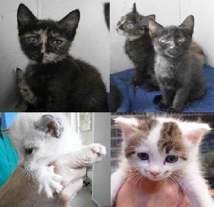 A Saluzzo l'abbandono di gattini è una vera e propria emergenza