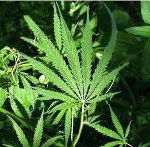 "Emergenza" marijuana: negli ultimi 20 anni è diventata sempre più potente