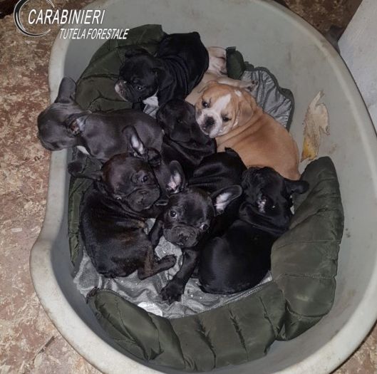 L'immagine diffusa dal Gruppo Carabinieri Forestali di Cuneo