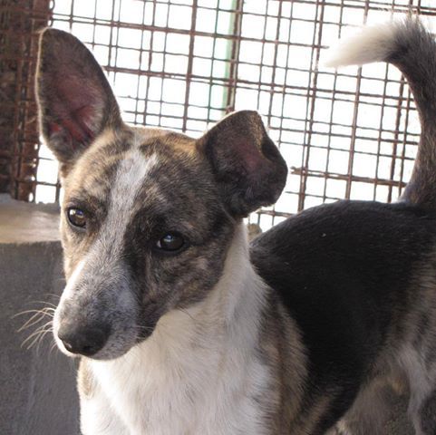 Tanti “quattrozampe” in cerca di casa ed affetto