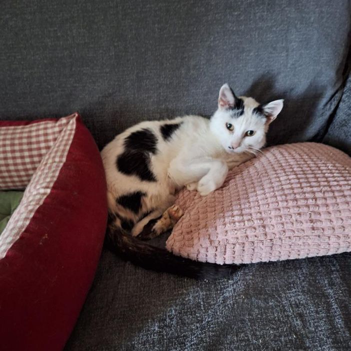 Amanti dei gatti al lavoro nel Pinerolese per portare a termine la missione di Cinzia