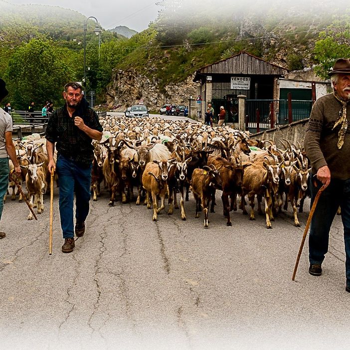 A Roaschia attese 300 pecore per la caratteristica transumanza A Roaschia attese 300 pecore per la caratteristica transumanza