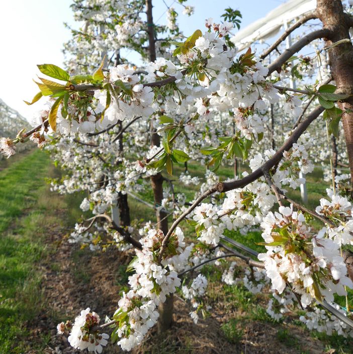 Avanti con le Nuove Tecniche Genomiche per un’agricoltura sempre più sostenibile