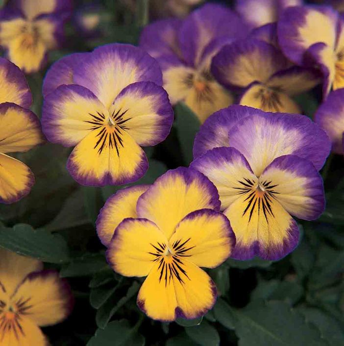 Guarene: tutto pronto per la 1^ edizione di "100 sfumature di viole"