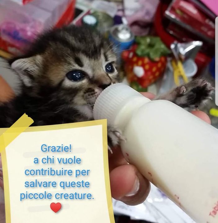 L'associazione "Il gattoperte" cerca una roulotte o un container per i gatti che nessuno vuole adottare