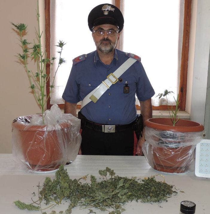 Coltivavano marijuana nella propria abitazione: denunciati due giovani ventenni a Chiusa Pesio