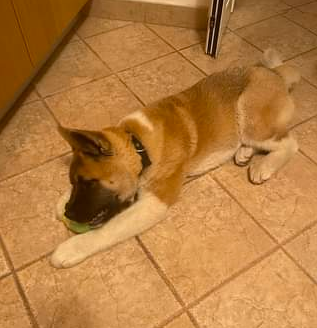 Smarrita una cagnolina di razza Akita Americana nella zona dell'Open Garden a Piozzo