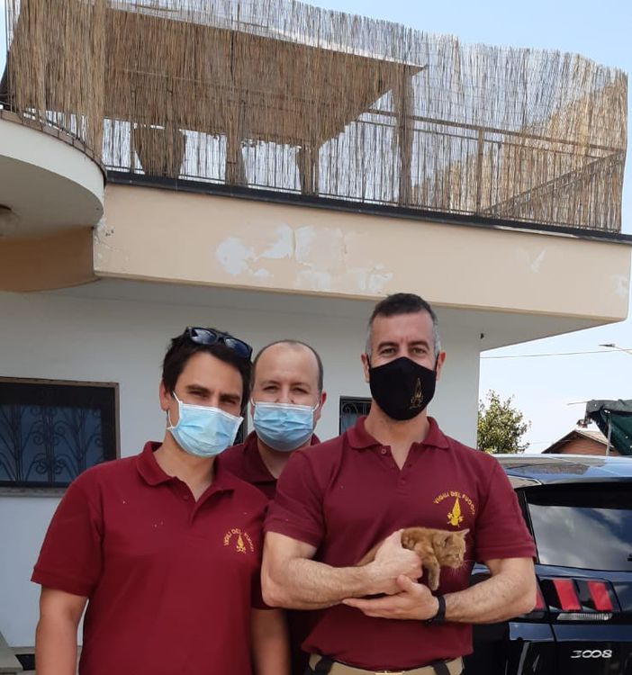 Incastrato nel vano motore, gattino salvato dai Vigili del Fuoco