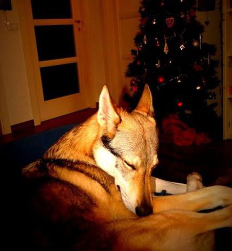 Anche i cani sognano?