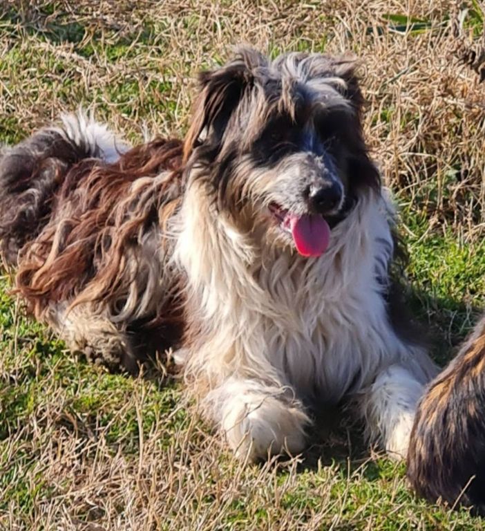 Uno dei tre cani segnalati dall'associazione Ilgattoperte in cerca di sistemazione Uno dei tre cani segnalati dall'associazione Ilgattoperte in cerca di sistemazione
