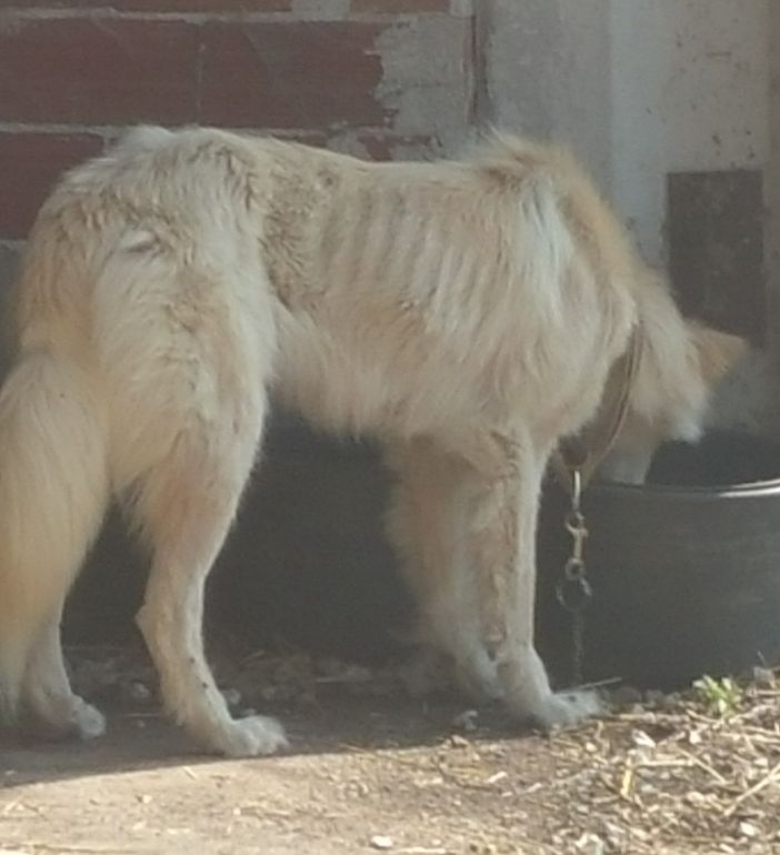 Il cane salvato dalle guardie dell'Anpana