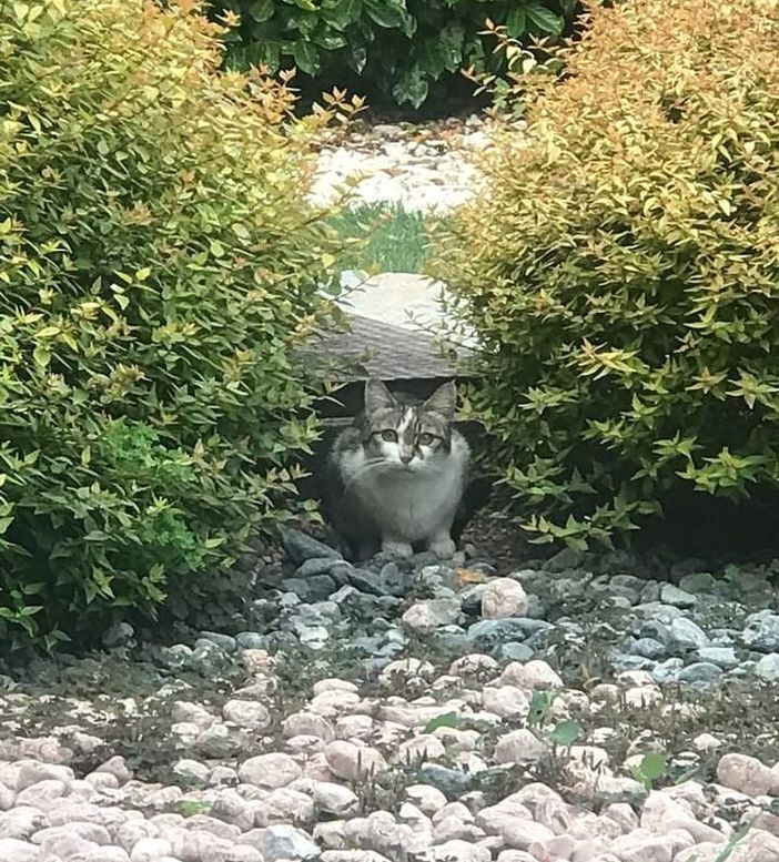 Dopo 45 giorni la gattina Mina è stata ritrovata Dopo 45 giorni la gattina Mina è stata ritrovata