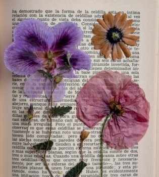 Primavera di bellezza: porte aperte alla biblioteca di Farigliano Primavera di bellezza: porte aperte alla biblioteca di Farigliano