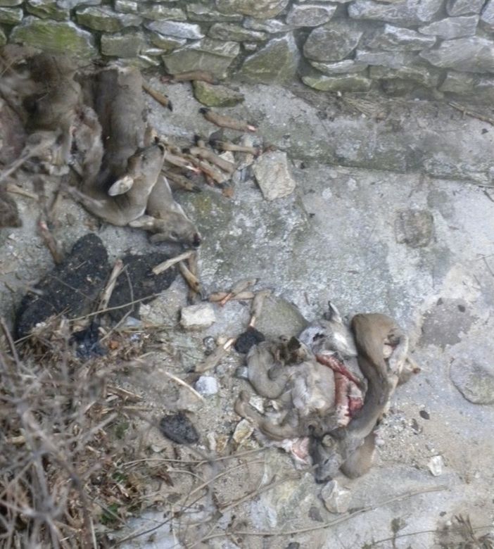 In Valle Tanaro rinvenuti resti di caprioli. Probabile caso di bracconaggio