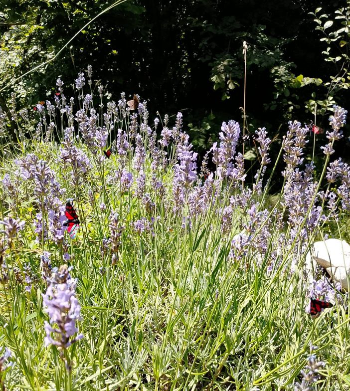 “Di che Suolo ti Nutri”: torna a Cuneo l’incontro tra cibo, agricoltura e comunità “Di che Suolo ti Nutri”: torna a Cuneo l’incontro tra cibo, agricoltura e comunità