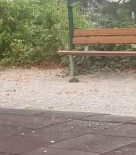 Topi ai giardini Fresia di Cuneo: la segnalazione di una nonna