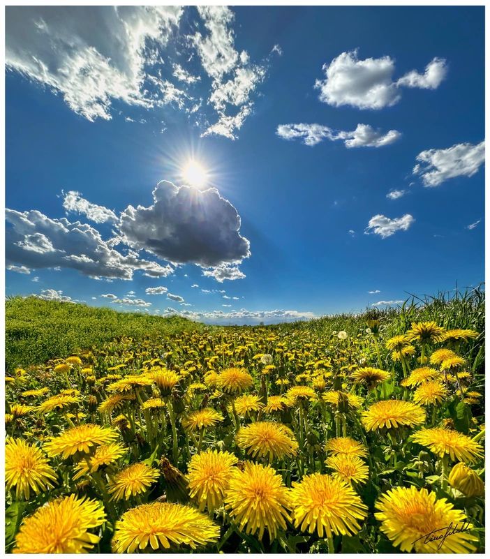 Tarassaco, ma anche dente di leone o soffione: storia, origini e segreti