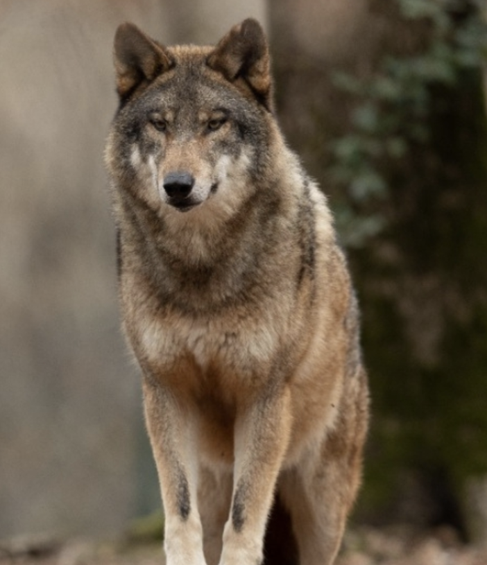 Conoscere il lupo: a Santa Vittoria d'Alba una serata per scoprire come vive, come si comporta e come relazionarci con questo affascinante ma controverso animale Conoscere il lupo: a Santa Vittoria d'Alba una serata per scoprire come vive, come si comporta e come relazionarci con questo affascinante ma controverso animale