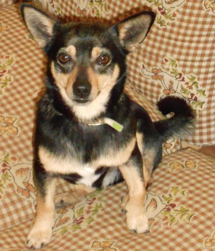 Rudy si è smarrito nei pressi di Castelletto di Busca: chi l'ha visto?